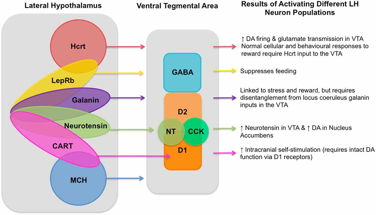 Lateral Hypothalamic Control Of The Ventral Tegmental Area Reward